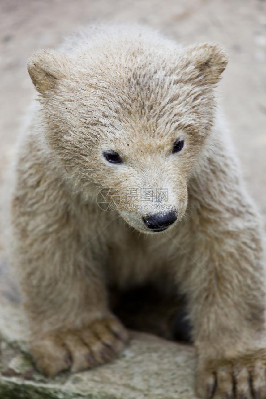 可爱的北极熊濒危动物群动物猎人毛皮微笑食肉力量栖息地幼兽图片