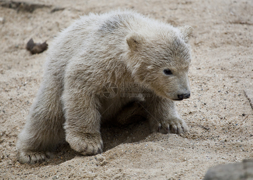可爱的北极熊力量捕食者濒危猎人幼兽动物野生动物威胁食肉熊座图片