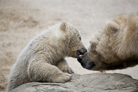 环保南极北极熊母熊可爱北极熊母亲猎人软垫动物园孩子野生动物岩石动物头发力量背景