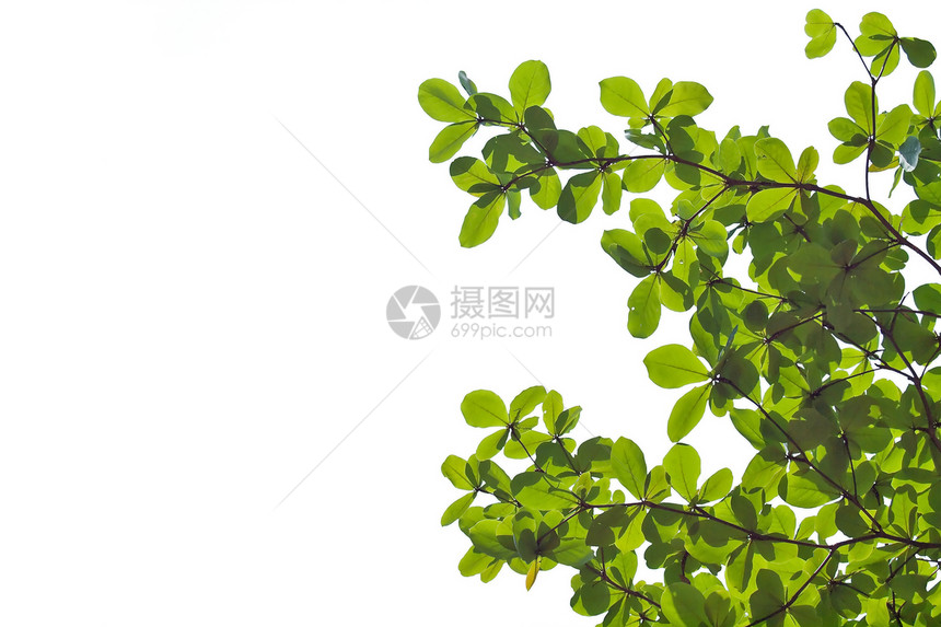 绿叶植物墙纸光合作用生长环境生态植物群公园植物学花园图片