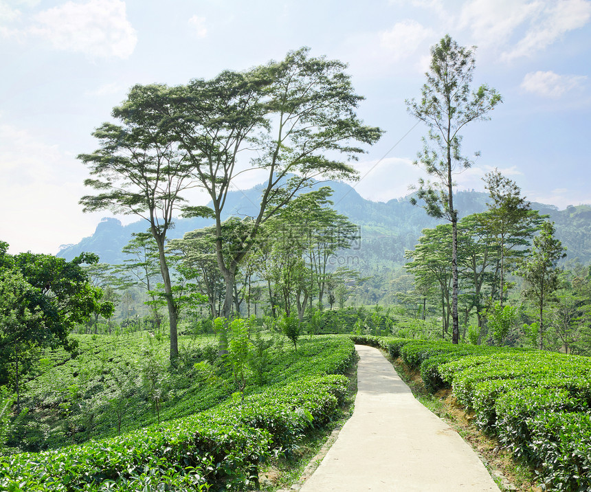 斯里兰卡山区绿化的青绿茶叶种植树爬坡热带种植园草本植物薄雾高地农业植物远景天空图片