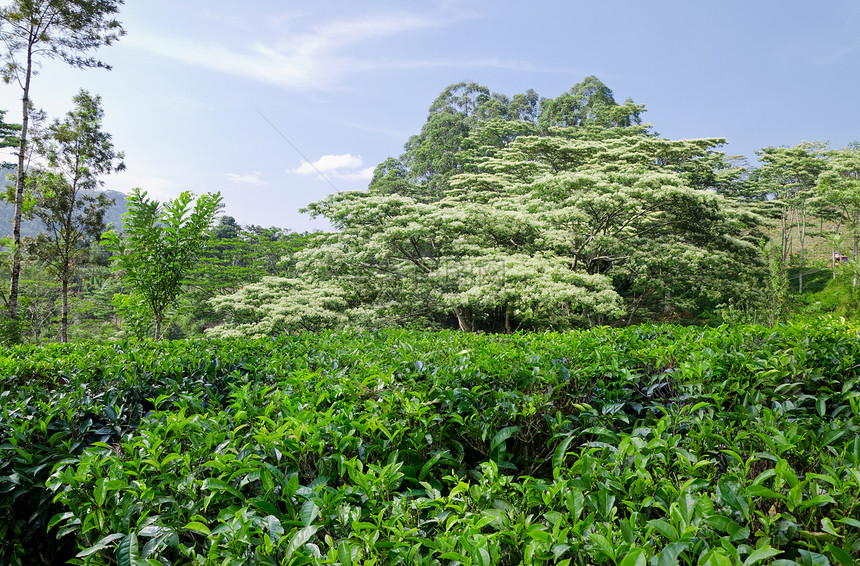 斯里兰卡山区绿化的青绿茶叶种植树种植园农业远景草本植物高地农场叶子薄雾环境植物图片