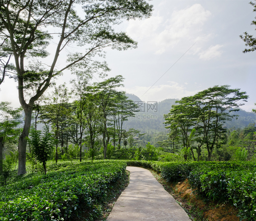 斯里兰卡山区绿化的青绿茶叶种植树高地天空爬坡生长场地植物热带种植园草本植物叶子图片