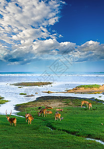 白扯轴草母鹿印度高清图片