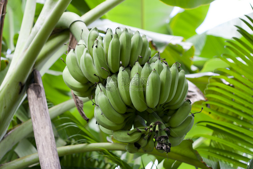 年青香蕉旅行公园水果气候荒野农场动物群食物假期植物图片
