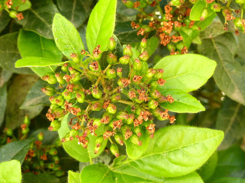 明亮绿色植物植物群发芽叶子生长绿色生态环境图片