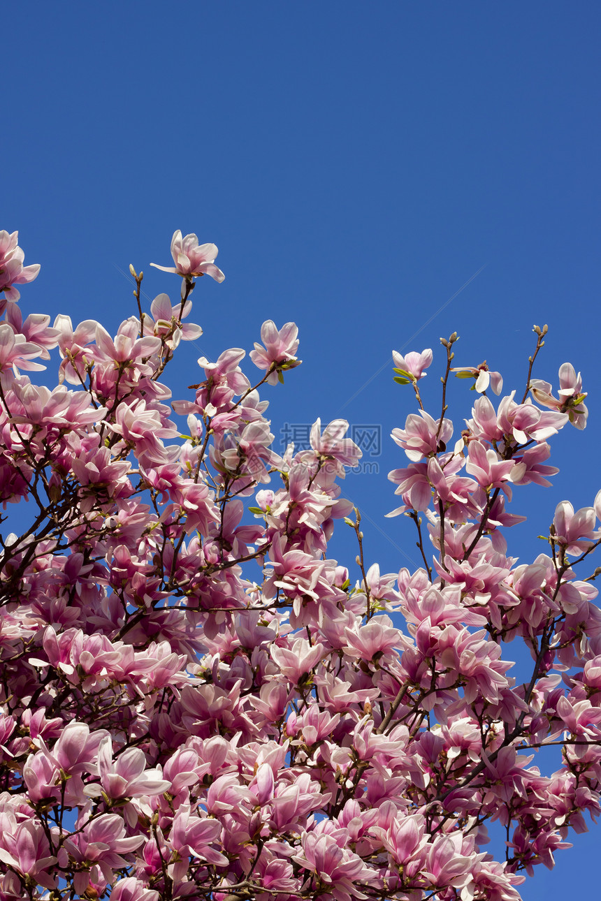 蓝天空的春花郁金香绿色蓝色粉色天空季节公园天气花朵图片