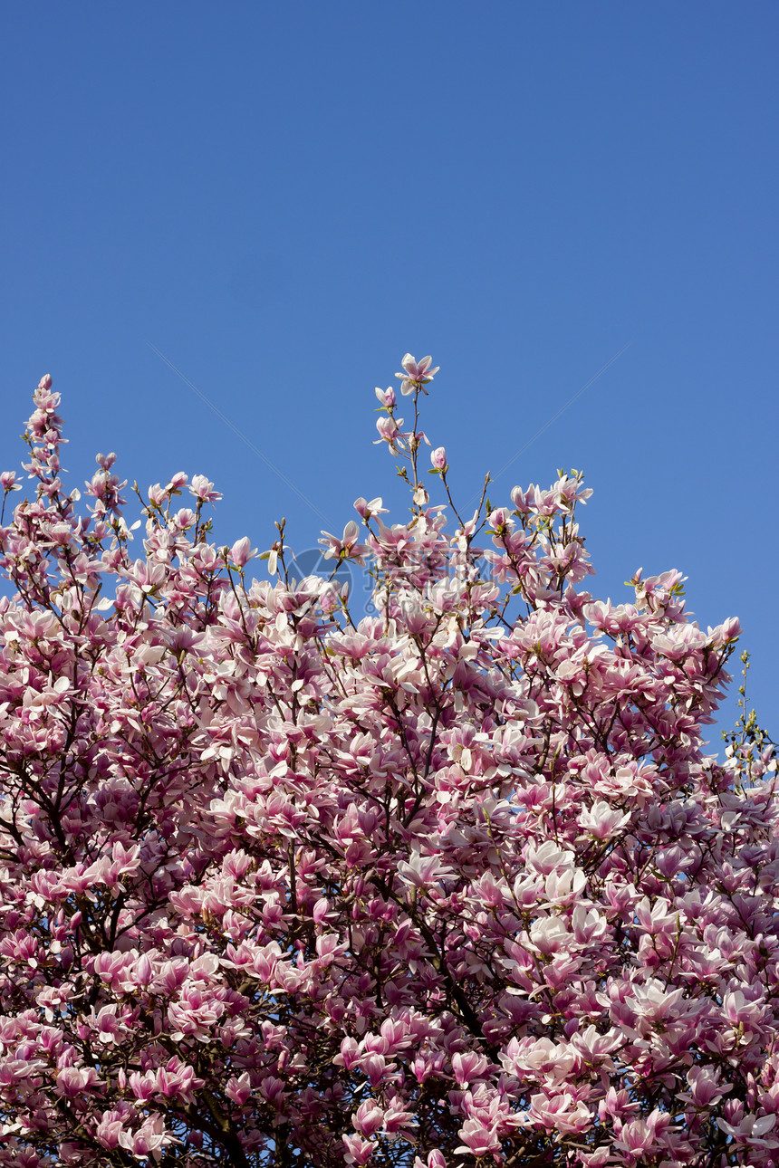 春花粉红花绿色天气粉色季节天空郁金香公园花朵蓝色图片