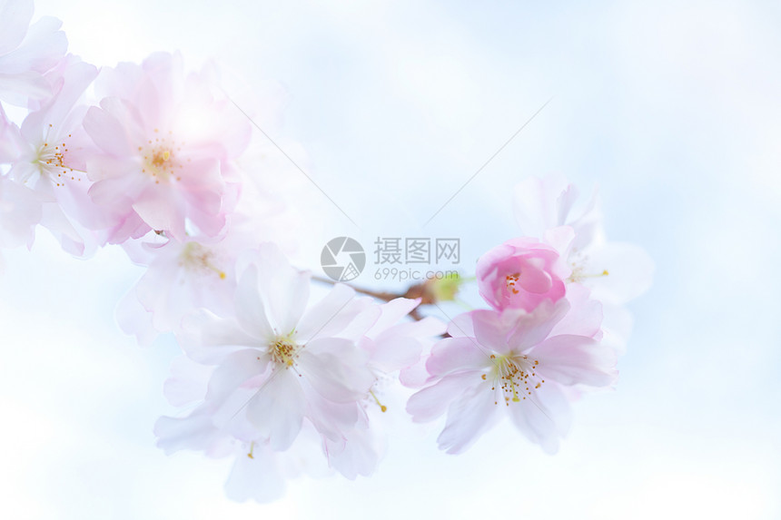 春花季节性白色图片