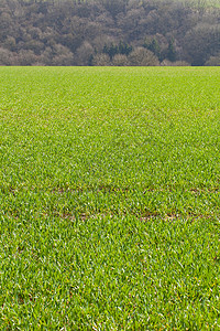 草草面积绿色环境农村背景图片