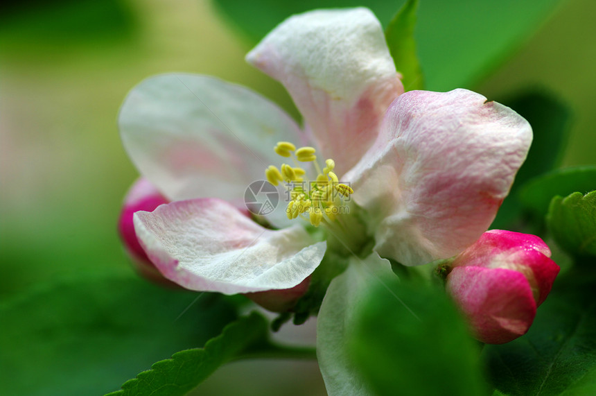 苹果树开花 苹果花贴近花园园艺植被宏观天空植物果园花瓣水果季节图片