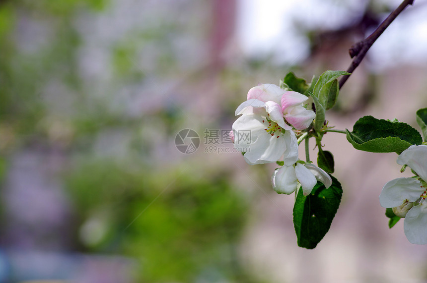 苹果树开花 苹果花贴近叶子花瓣天空植物群水果园艺宏观农场果园花园图片