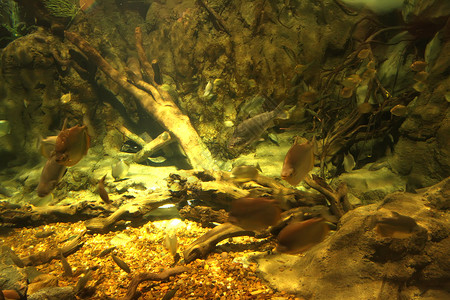 水下场景动物群生活海景岩石形式野生动物水族馆潜水动物园背景图片