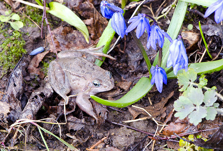 春天青蛙欧洲共同青蛙和春季花花背景
