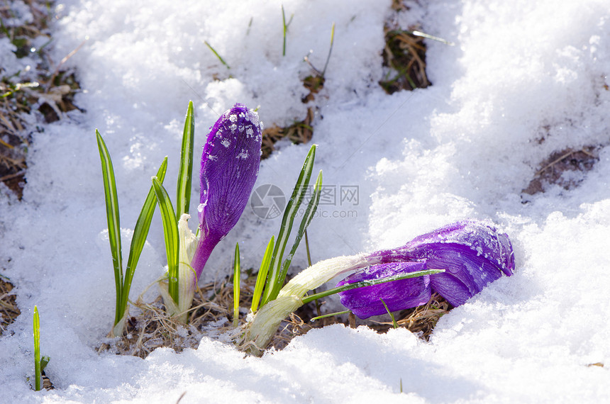 清晨积雪中的春花图片