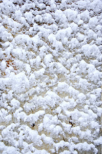 墙壁上的春雪背景背景图片