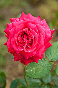 红玫瑰植物群滴水摄影玫瑰叶子花园背景图片