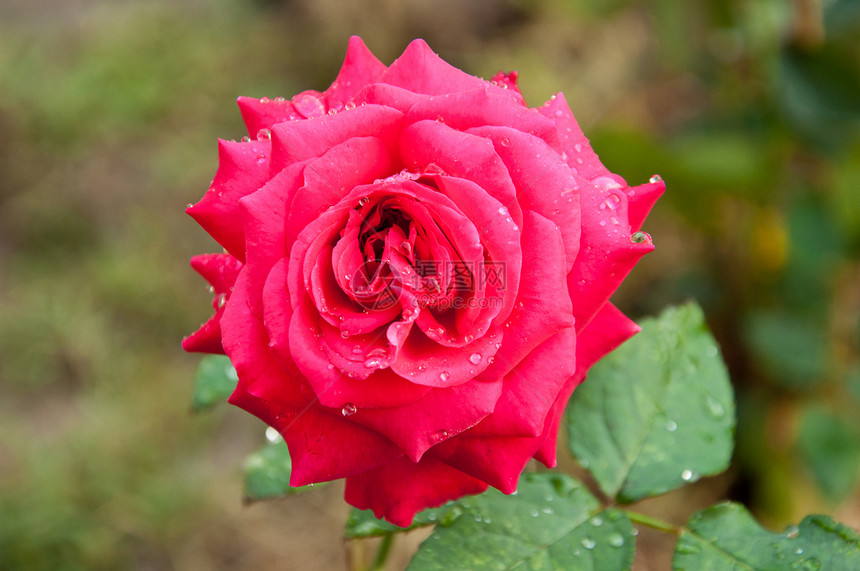 红玫瑰植物群水平玫瑰红色叶子摄影花园滴水图片