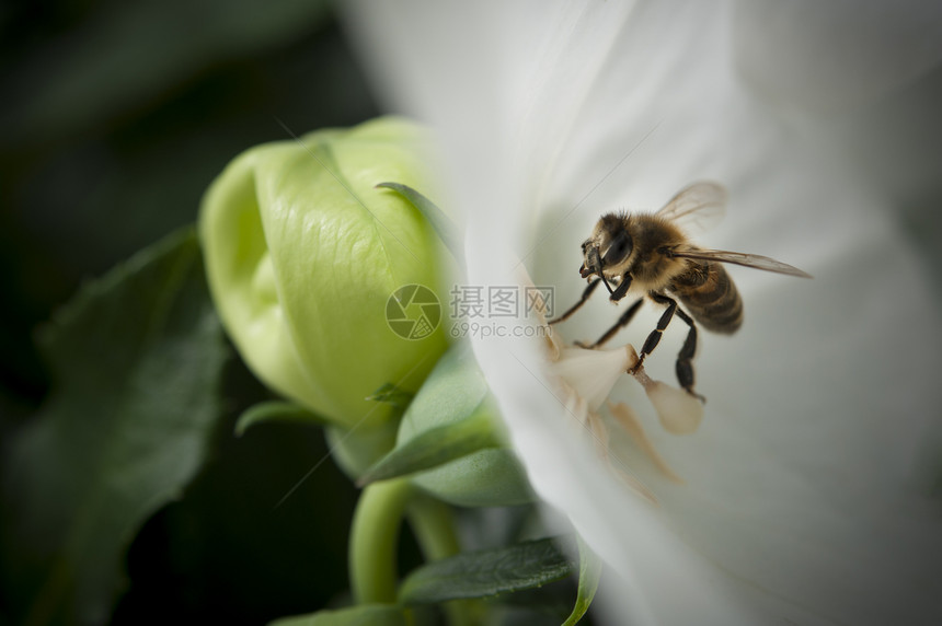 白花中的蜜蜂危险花粉警告花园蜂蜜金子花瓣翅膀昆虫黄色图片