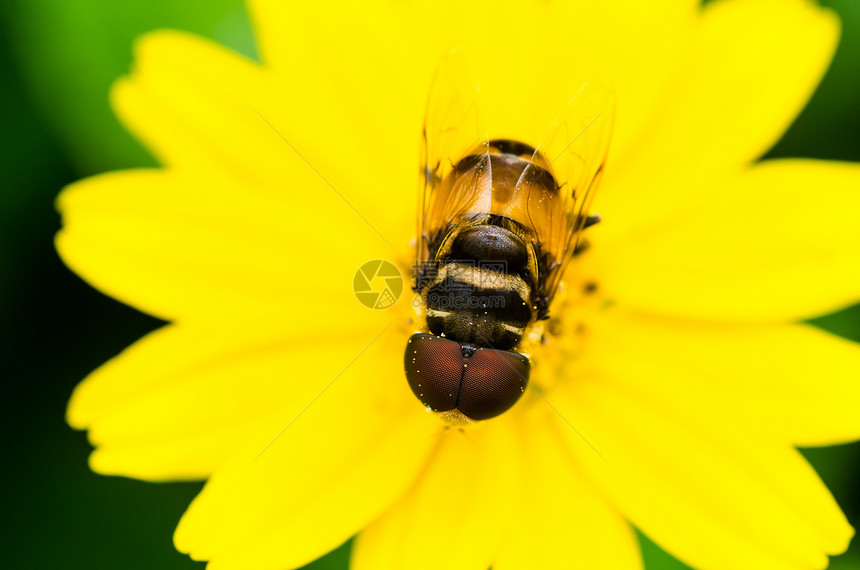 果果文件或鲜花绿色性质的宏条纹苍蝇蜜蜂黄色宏观翅膀野生动物昆虫动物学图片