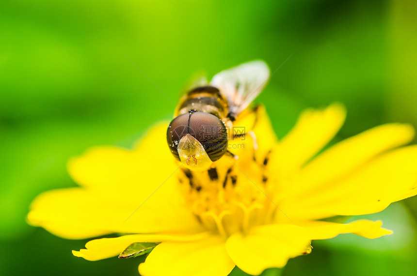 果果文件或鲜花绿色性质的宏翅膀蜜蜂野生动物昆虫宏观苍蝇动物学黄色条纹图片
