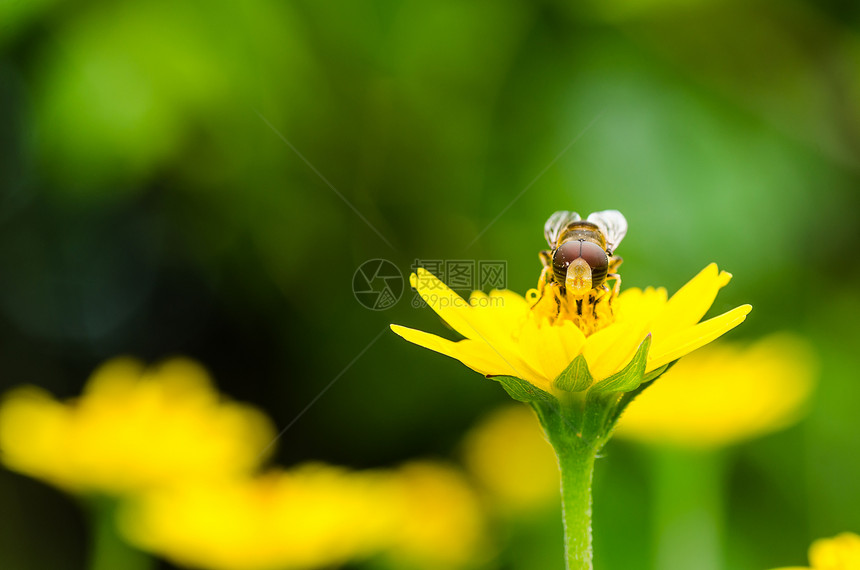 果果文件或鲜花绿色性质的宏野生动物动物学翅膀苍蝇昆虫条纹黄色蜜蜂宏观图片