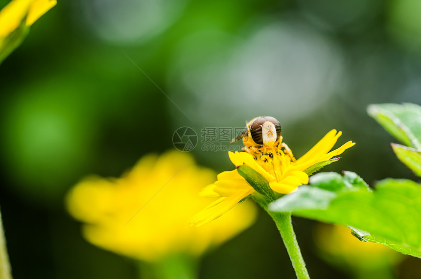 果果文件或鲜花绿色性质的宏野生动物蜜蜂宏观黄色翅膀条纹昆虫苍蝇动物学图片