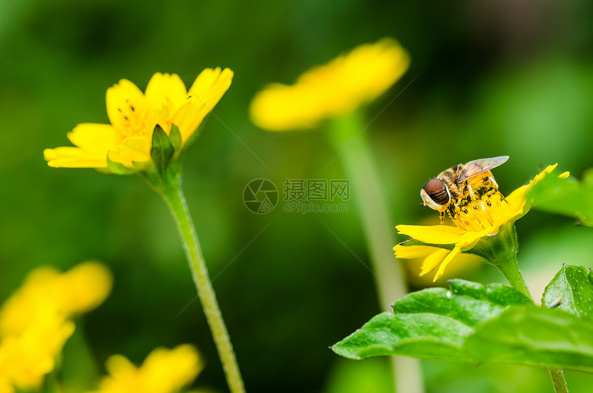 果果文件或鲜花绿色性质的宏黄色翅膀宏观条纹苍蝇昆虫蜜蜂动物学野生动物图片