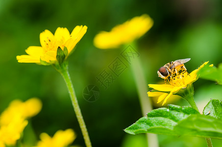果果文件或鲜花绿色性质的宏黄色翅膀宏观条纹苍蝇昆虫蜜蜂动物学野生动物背景图片