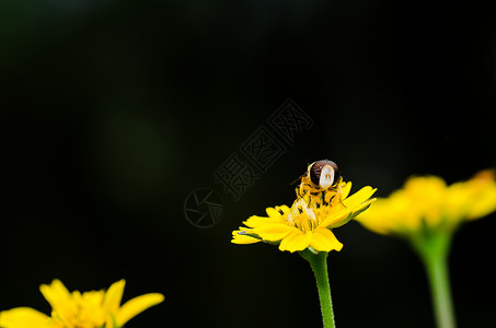 果果文件或鲜花绿色性质的宏苍蝇蜜蜂昆虫翅膀动物学黄色条纹宏观野生动物背景图片