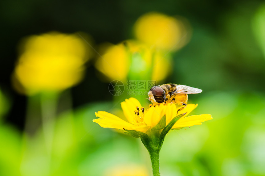 果果文件或鲜花绿色性质的宏宏观翅膀条纹蜜蜂昆虫野生动物苍蝇动物学黄色图片