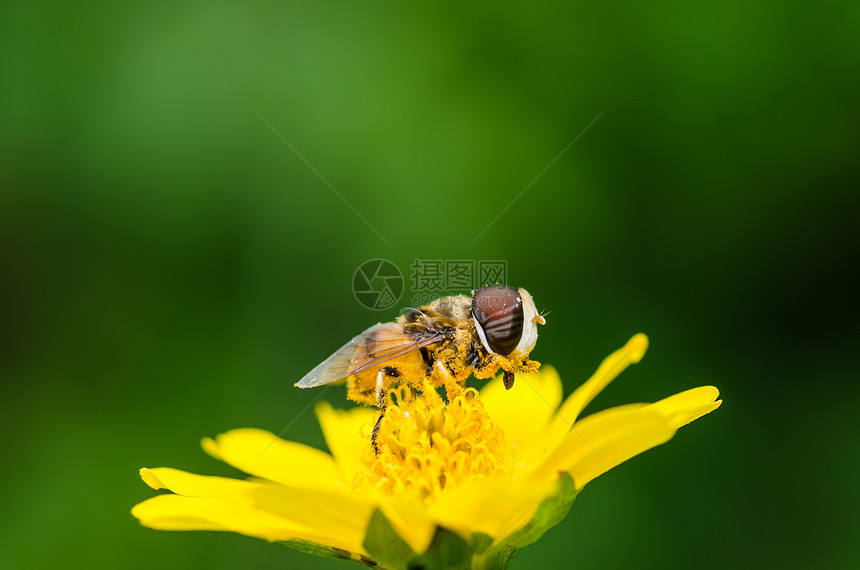果果文件或鲜花绿色性质的宏蜜蜂黄色宏观翅膀苍蝇条纹动物学野生动物昆虫图片