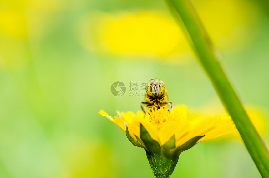 果果文件或鲜花绿色性质的宏野生动物蜜蜂动物学昆虫条纹苍蝇黄色宏观翅膀图片