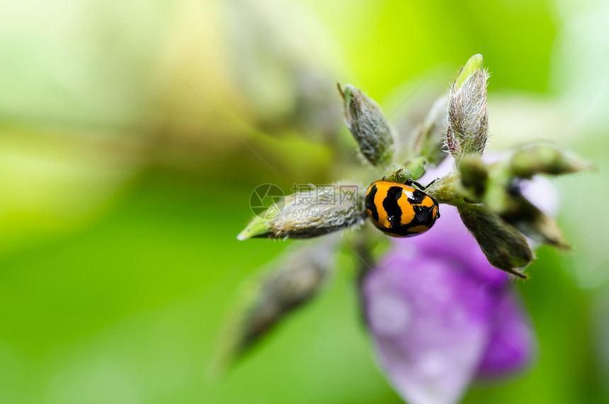 绿色自然中的 ramabug 宏丛林季节宏观生活甲虫棕色野生动物眼睛爬坡生物学图片