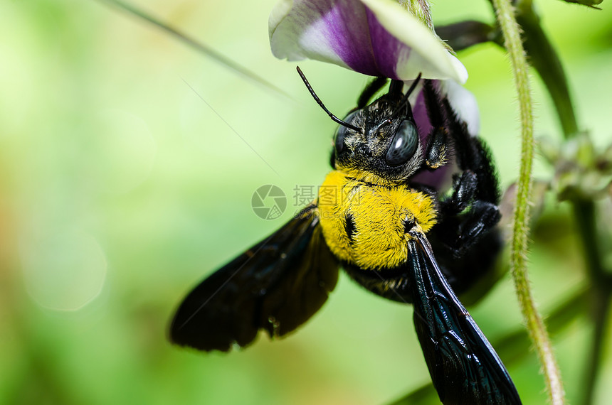 大自然中的木蜂宏观青虫花蜜害虫黑色翅膀花园花粉昆虫漏洞木匠图片
