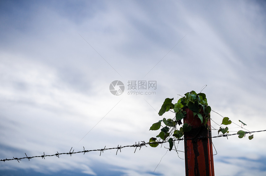 刺铁丝网围栏和常春藤图片