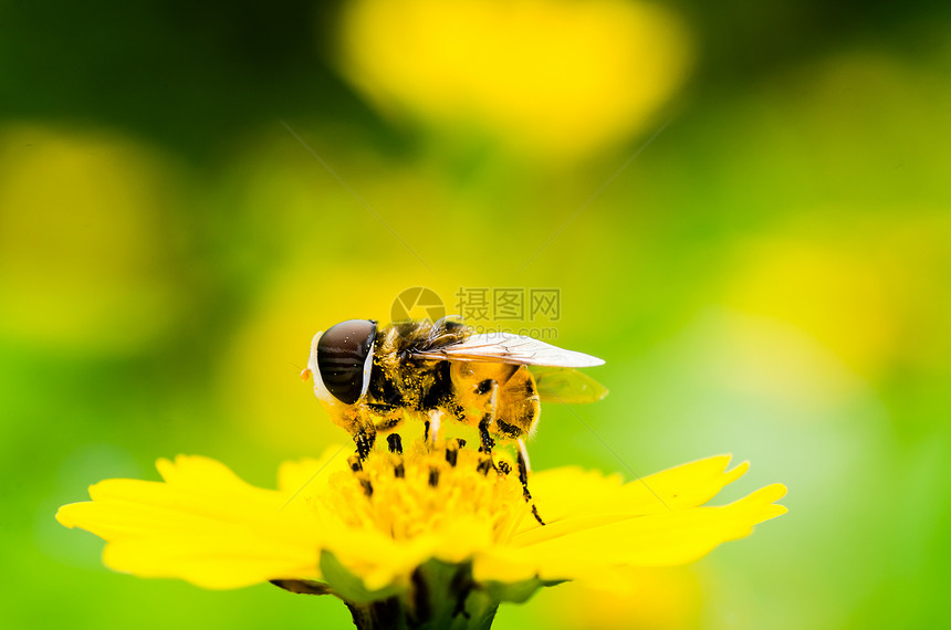 果果文件或鲜花绿色性质的宏蜜蜂动物学苍蝇条纹宏观昆虫翅膀黄色野生动物图片