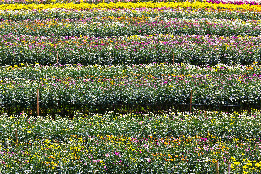 菊香花花花园图片