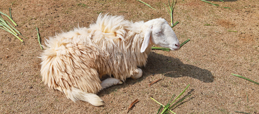 农场中沉睡的羊荒野地面栅栏公园生活婴儿花园图片