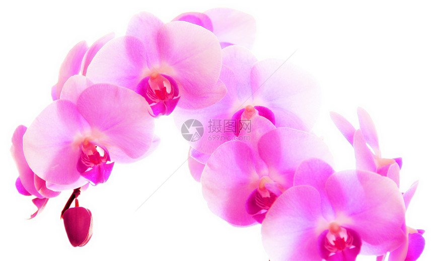 兰花花温泉粉色花束摄影活力礼物热带花瓣绿色植物图片