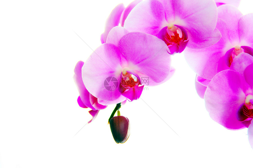 兰花花礼物植物学绿色植物温泉摄影脆弱性粉色花瓣热带图片