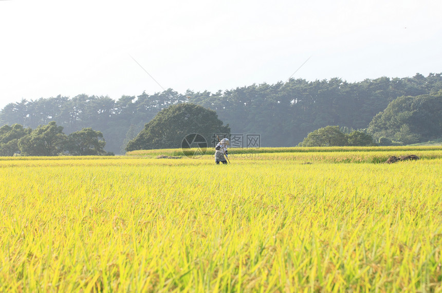 稻田景观农场农田粮食天空金子绿色土地食物乡村图片