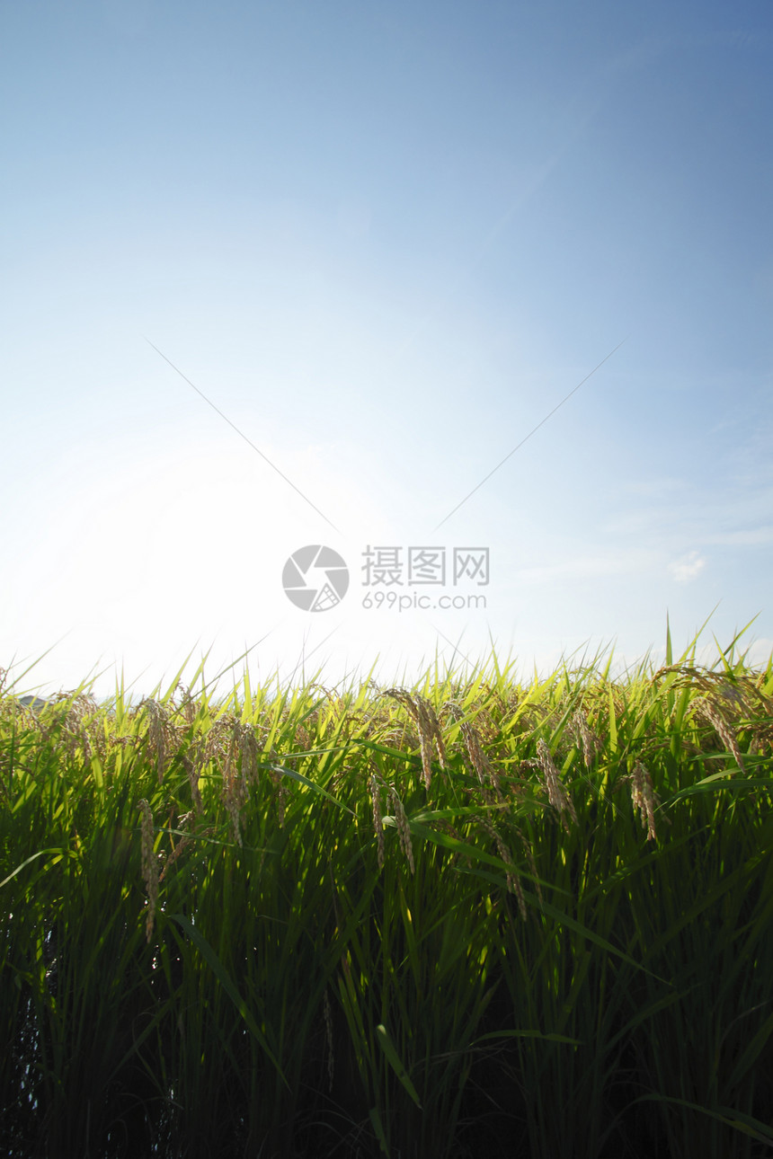 稻田景观土地农田食物乡村金子天空农场粮食绿色图片