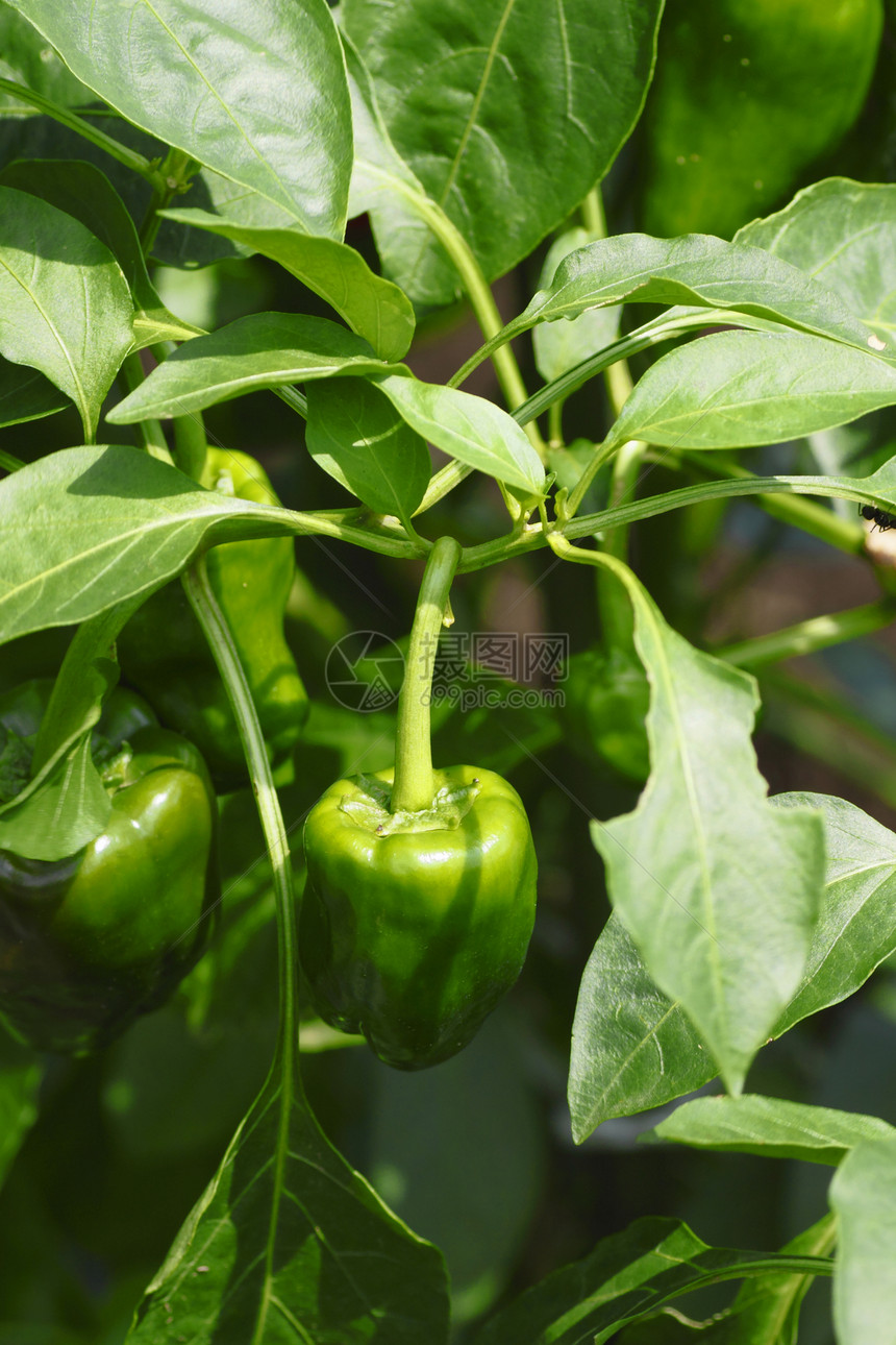 胡椒水果绿色蔬菜辣椒食物图片