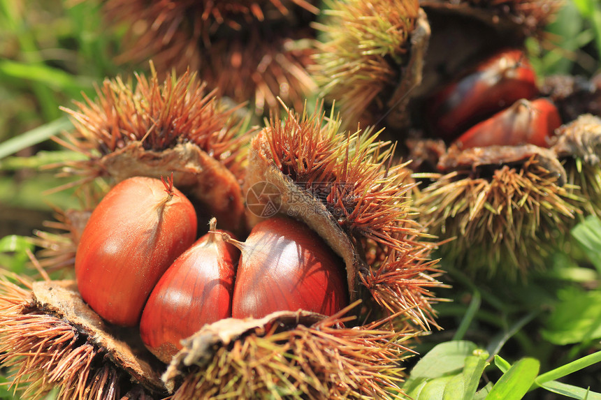 栗子和蓝天空多刺坚果营养食物棕色季节季节性种子图片