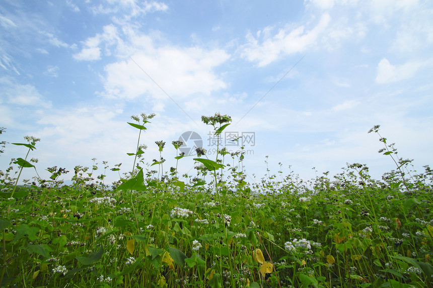 巴克热场景观绿色粮食农场乡村食物金子土地天空稻田农田图片