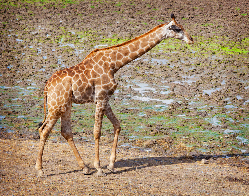 Masai长颈鹿渣土荒野生态脖子棕色身体国家食草土壤哺乳动物图片