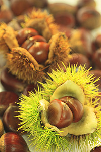 栗栗子食物水果棕色滤器反射团体背景图片