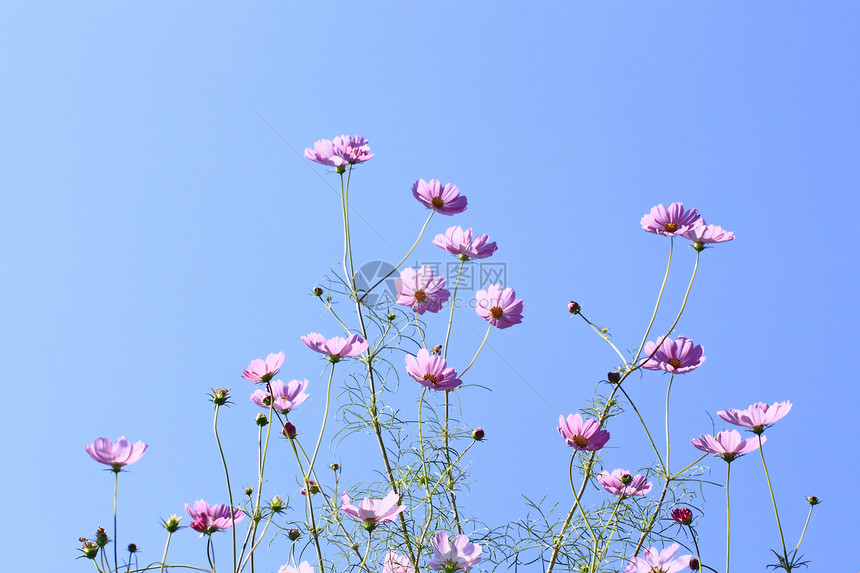 宇宙花天空植物花朵绿色水平美丽花园蓝色田园紫色图片