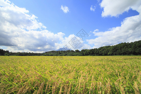 岩手Mt Iwate和稻田景观农田金子粮食农场蓝色绿色蓝天食物天空土地背景